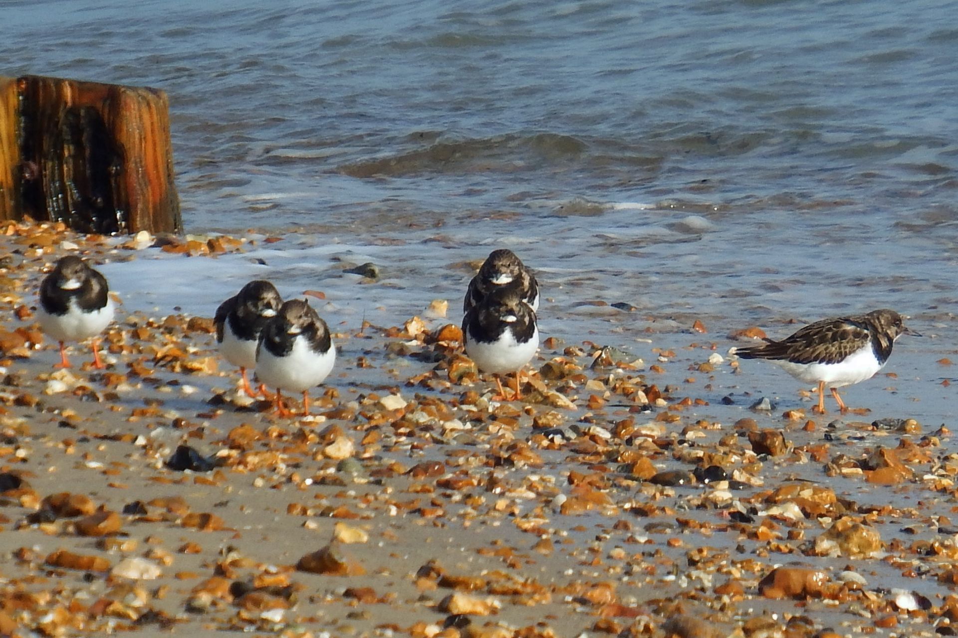 Turnstone